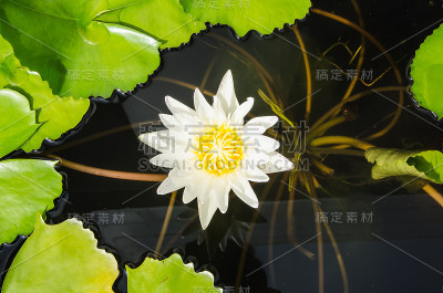 莲花