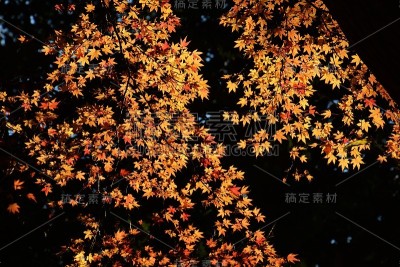 秋天的落叶
