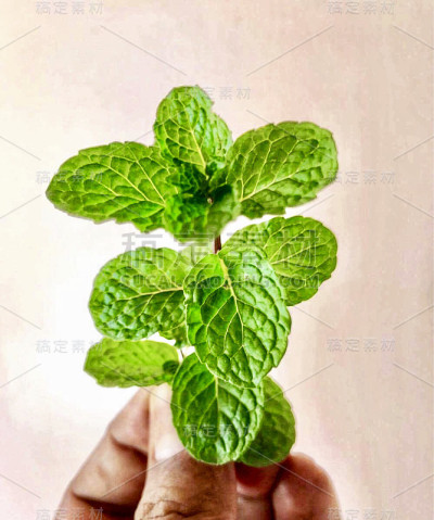 薄荷