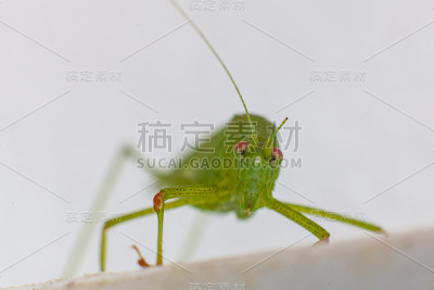 绿蚱蜢红眼睛