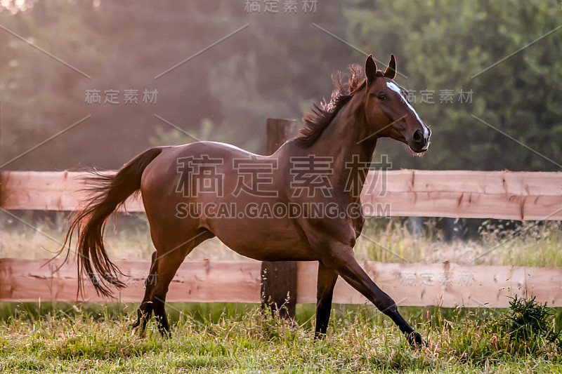 日出时草原上疾驰的骏马