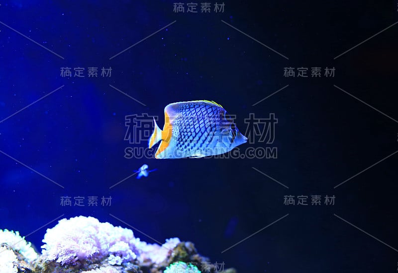 美丽的珊瑚礁鱼在水族缸水下。