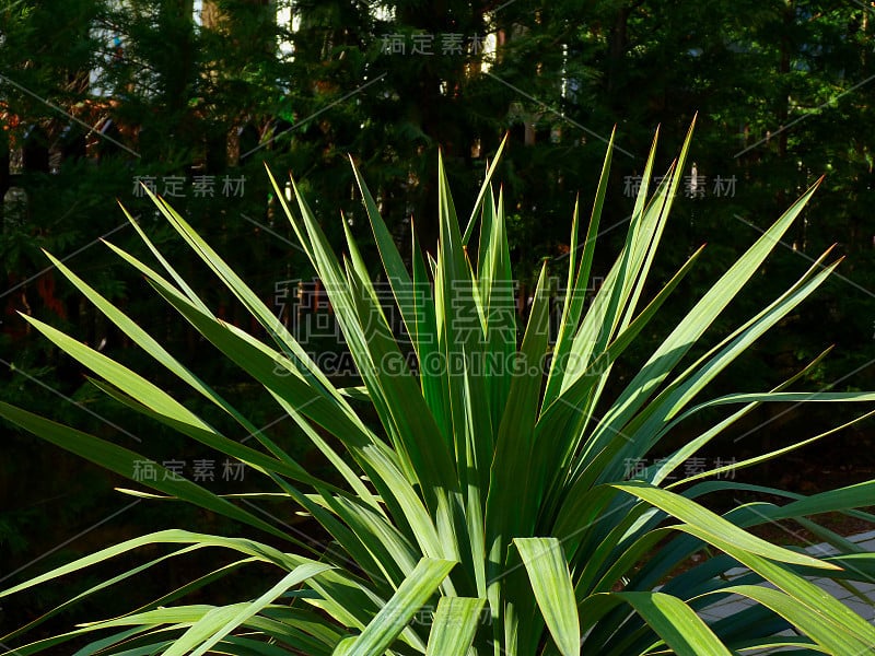 丝兰植物特写，叶片大如绿叶