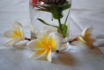 桌上有新鲜的白色鸡蛋花或鸡蛋花