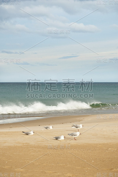五只海鸥的喙对着风