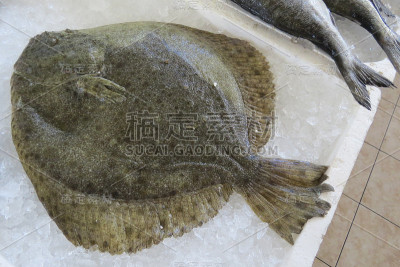 比目鱼(比目鱼、比目鱼、比目鱼)