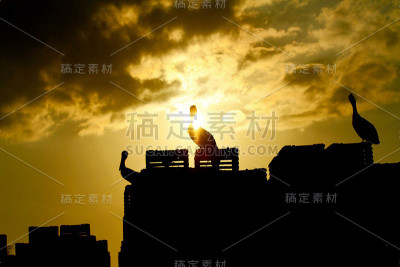 鹈鹕