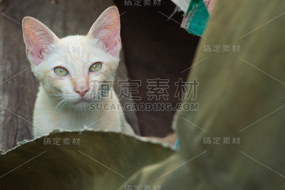 白色的小猫