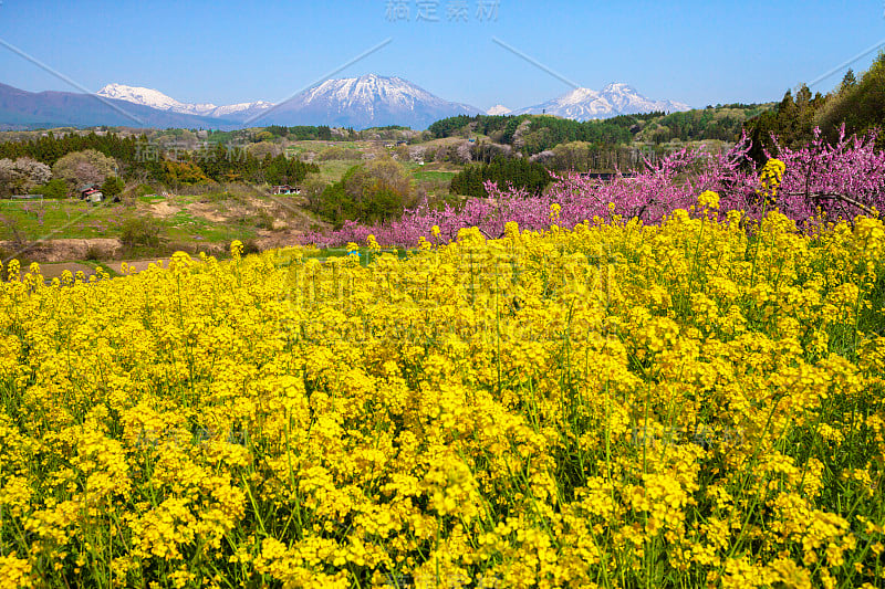 日本长野的一片桃园。春天，百花盛开。