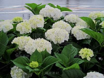 绣球花