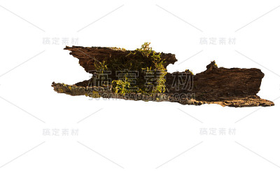 带有绿色苔藓的浮木，在白色的背景上。