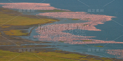 湖上有成千上万只火烈鸟。肯尼亚。非洲。