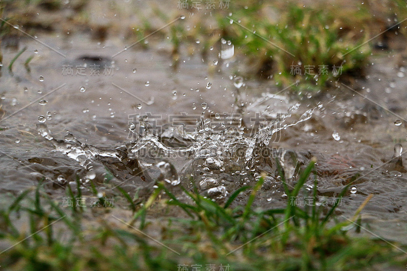 大雨正落在花园里的一个水坑里