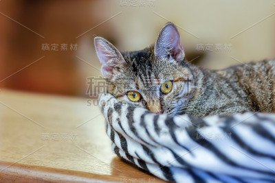 有趣的猫躺在宠物窝在家里。虎斑猫的颜色，黄色的大眼睛，短毛。