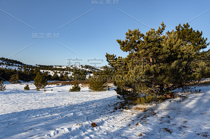 冬季阳光明媚的风景与山;自然冬季背景;美丽的松树;冬天的森林和闪闪发光的雪