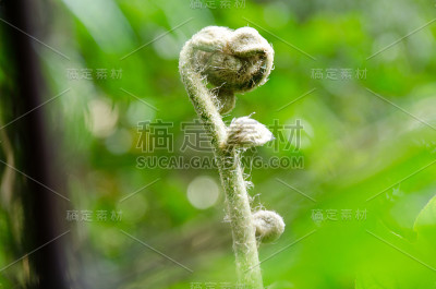 水龙骨科具有自然背景的蕨类植物