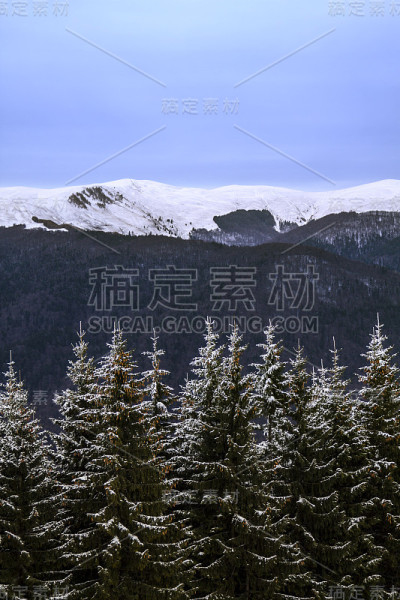 冬天的山脉和冷杉树