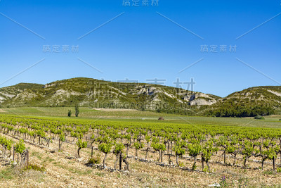 生产玫瑰，红和白葡萄酒在Alpilles，普罗旺斯，法国南部，葡萄园在初夏