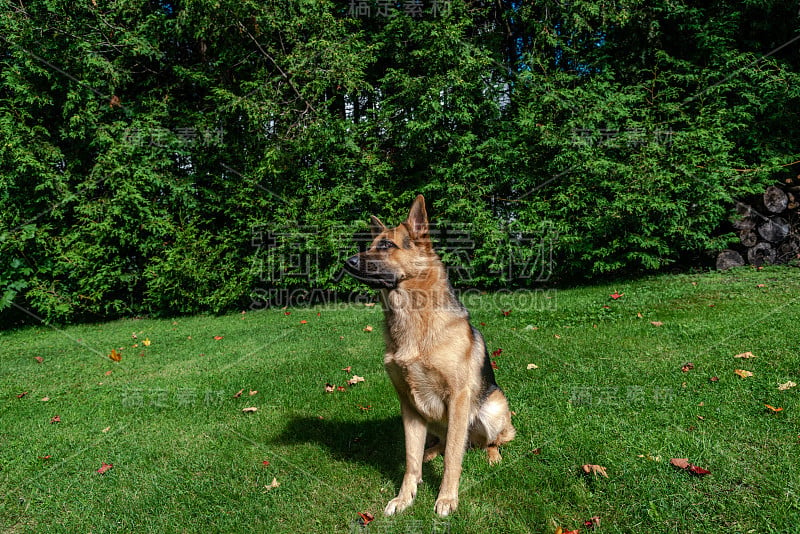 德国牧羊犬，训练活动