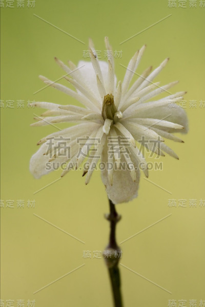 绿色背景的豆科植物