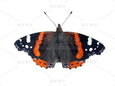 蝴蝶:红色上将，我是凡妮莎·亚特兰大