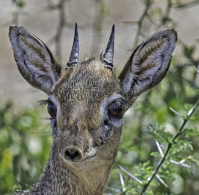 Kirk's dik-dik (Madoqua kirkii)是一种原产于东非的小羚羊。恩都图湖保护