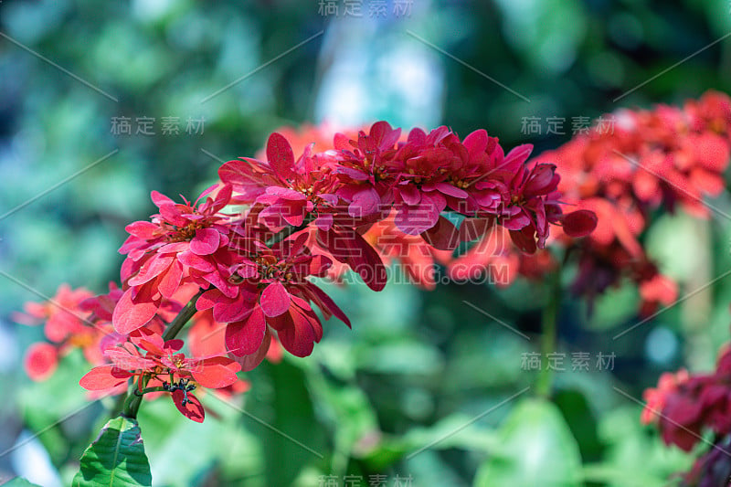 选择性聚焦鸡刺珊瑚树花在花园里。(刺桐)美丽的近距离观察鸡刺珊瑚树的花。