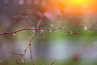 雨滴落在树枝上