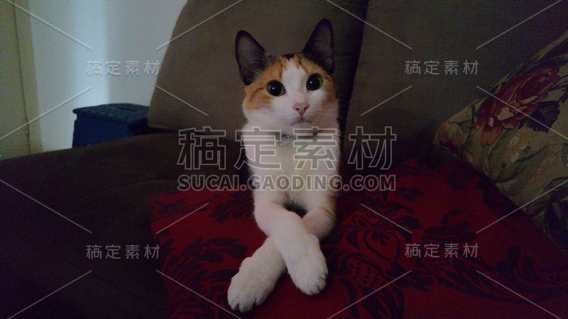 猫在沙发上做滑稽的姿势