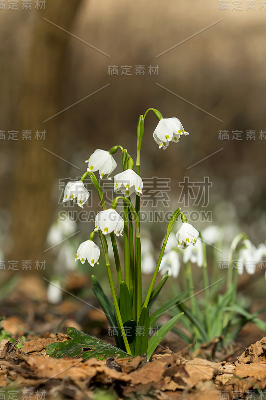 春季雪花，石蒜科多年生球茎开花植物，单朵白色花，花被片顶端有黄色或绿色标记。天门冬、石蒜科、石蒜科