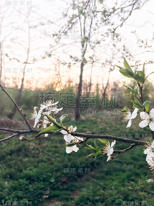 你好春天的花画。美丽的盛开的花朵在夕阳下的傍晚公园。春天嫩枝上的樱花