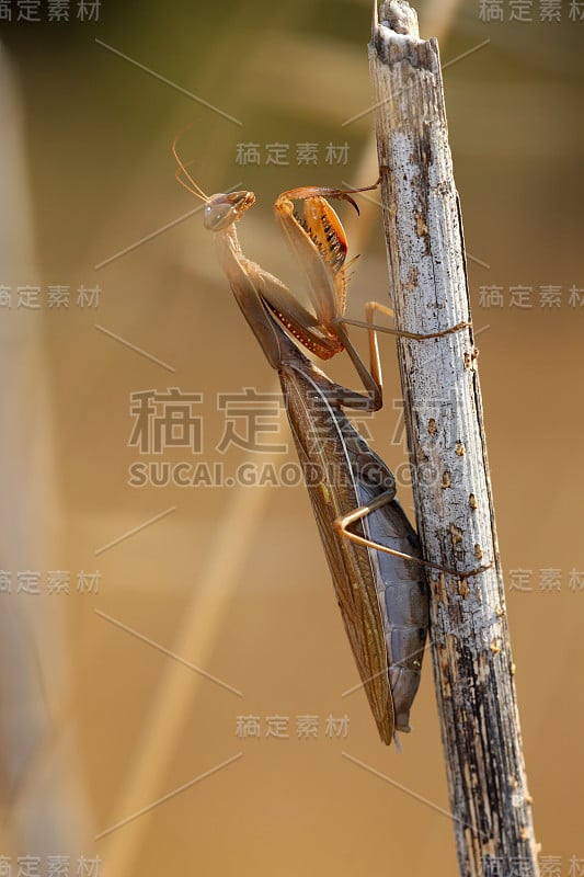 戈特桑贝特林