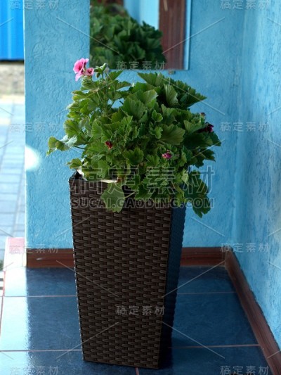 门阶上的鲜花