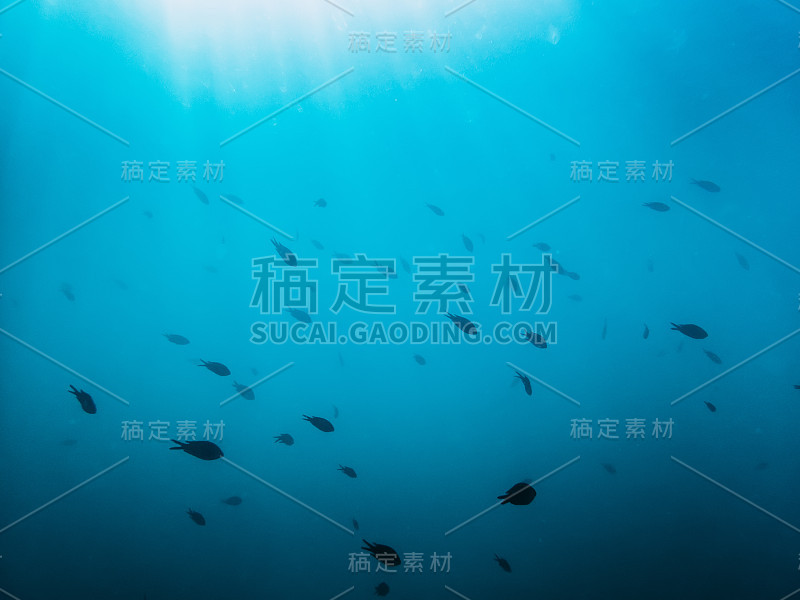 海里的黑鱼。水下照片与阳光