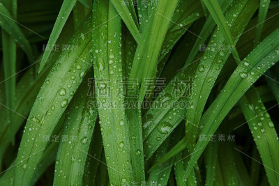 绿叶与雨滴的背景