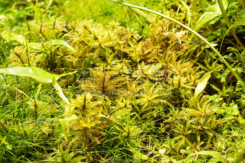 热带雨林中的蕨类和苔藓。特写选择性焦点。