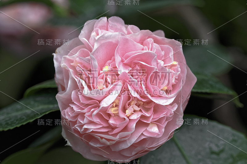 日本茶花(Camellia japonica L.)“漩涡”山茶科