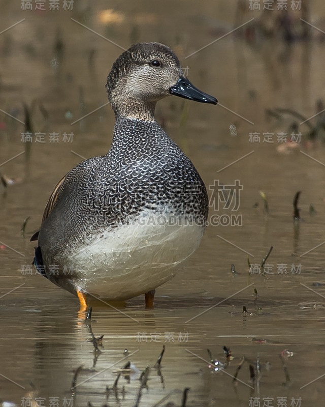 弗吉尼亚州亨特利草地公园的Gadwall Duck