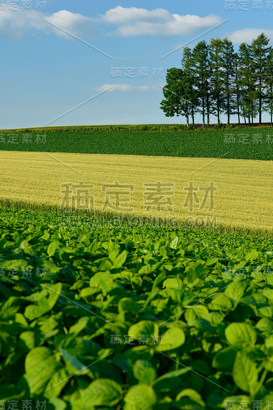 日本北海道北部的麦田