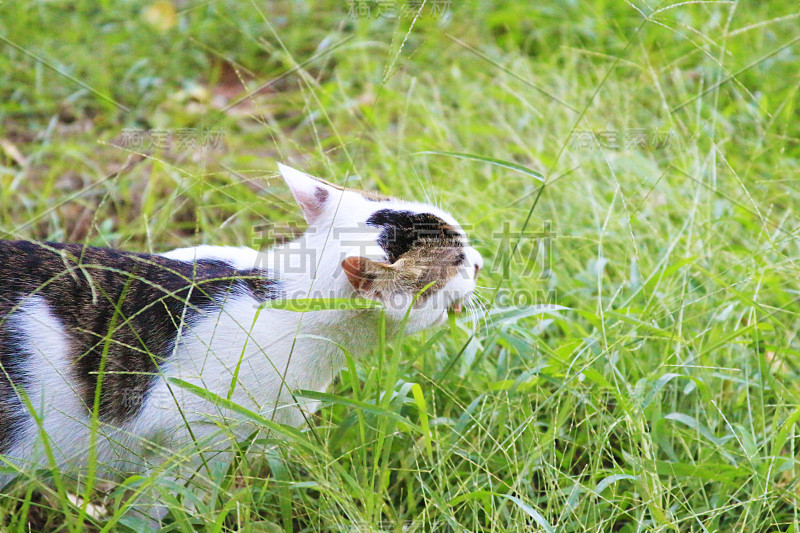 外面的小猫。
