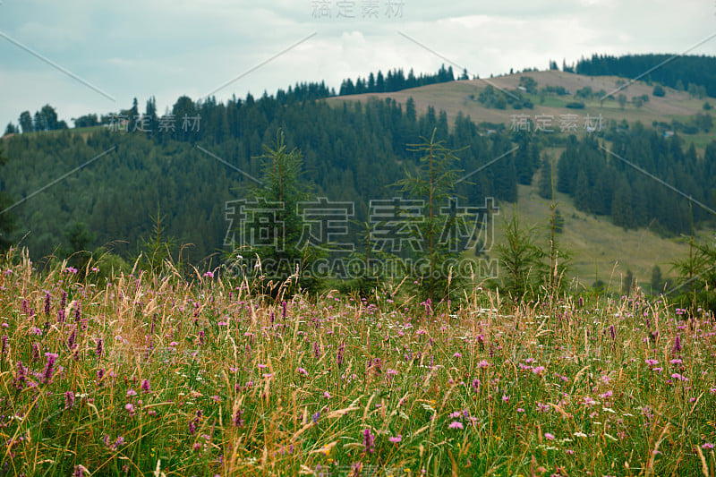 大自然，喀尔巴阡山的夏季景观，野花和草地，山上云杉，美丽的多云天空