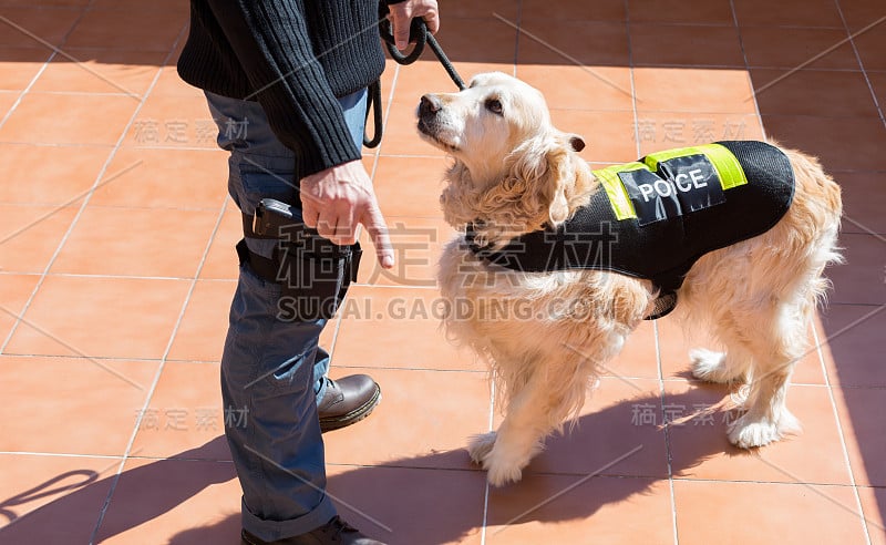 有特色的警犬