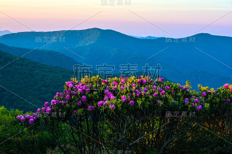 高地上的杜鹃花