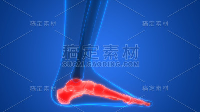 人体骨骼系统足骨关节解剖学