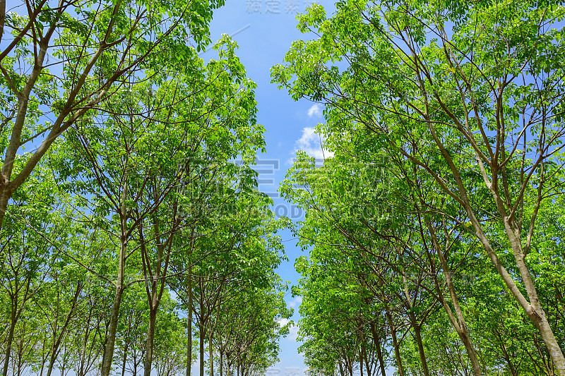 橡胶种植园树