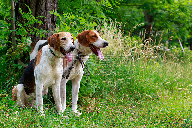 犬种盎格鲁-俄罗斯猎犬