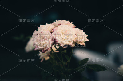 令人惊叹的美丽温柔的白玫瑰背景