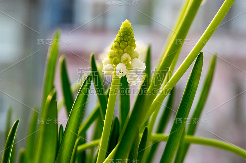 杏树开花，白葡萄风信子开花，