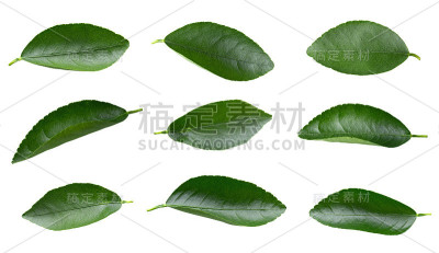 设置收集柠檬绿叶孤立在白色背景