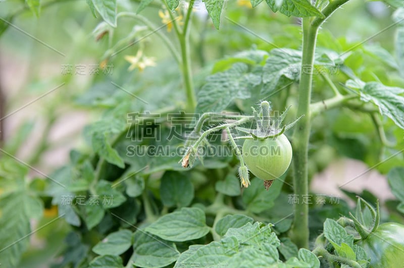 夏季花园中未成熟的绿色西红柿